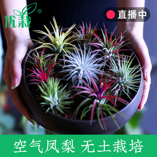 空气凤梨架组合价格 空气凤梨架组合图片 星期三