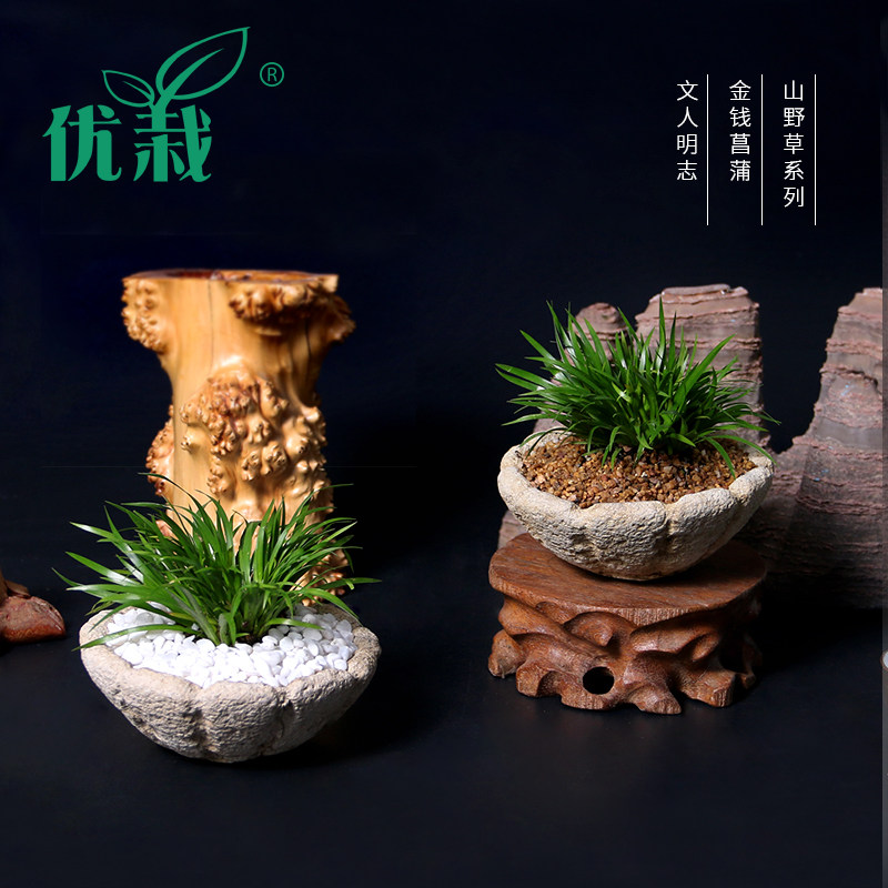 山野草金钱龙须金凤凰菖蒲1年苗文人草文房用品水陆造景茶道盆栽