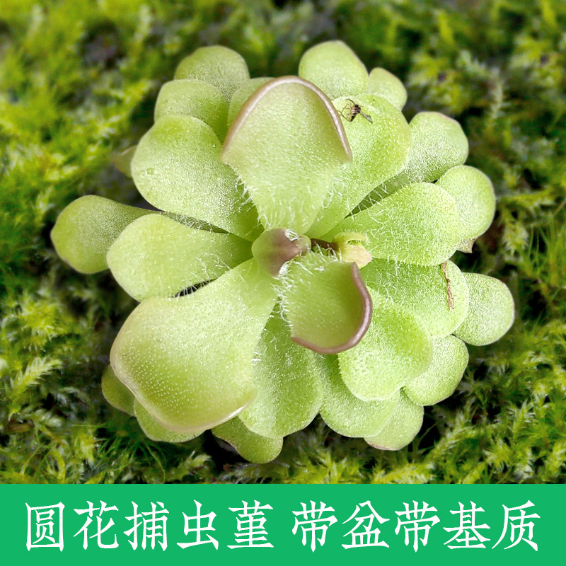 优栽捕虫堇【圆花】食虫植物捕蝇草驱蚊草卧室喜阴多肉花卉盆栽