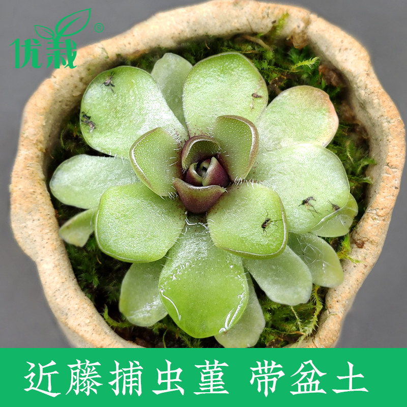 捕虫堇【近藤】食虫食肉植物食人花捕蝇驱蚊草卧室喜阴多肉盆栽