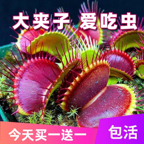 食人花价格 食人花图片 星期三