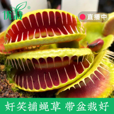 насекомоядное растение 捕蝇草盆栽食虫植物猪笼草容易养春季阳台客厅超大捕蚊草趣味盆栽