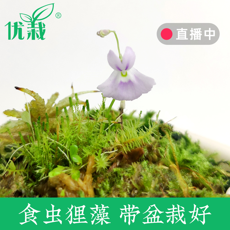 驱蚊草捕小蓝兔食虫植物长叶趣味