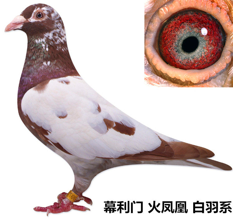 幕利门火凤凰信鸽/异色红色赛鸽/花鸽子活体/下蛋种鸽青年鸽幼鸽