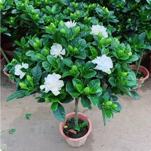 棒棒糖栀子花小叶室内外盆栽绿植花开四季浓香型花卉好养老桩绿植