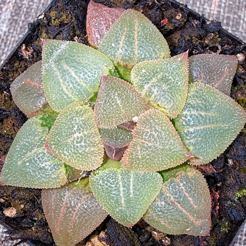 翠贝 一物一拍 磨面寿高端精品盆栽大颗多肉植物十二卷肉肉