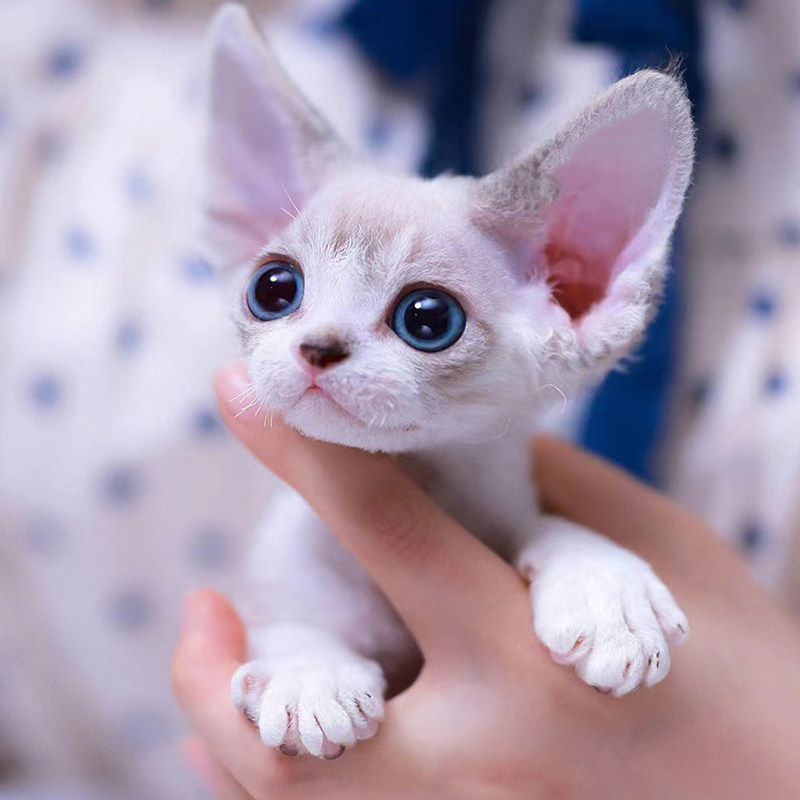 德文卷毛猫纯种赛级血统黑白开脸虎斑蓝眼家异瞳不掉毛宠物德文猫