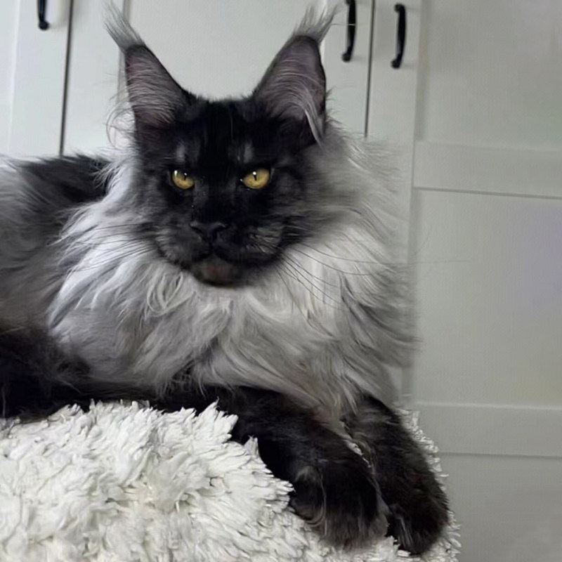 纯种缅因猫幼猫长毛猫咪巨型猫西伯利亚森林猫烟灰色宠物猫缅因猫