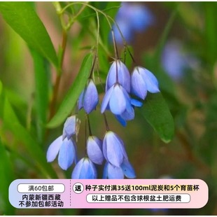 【种子】多年生 适合盆栽 澳洲蓝钟花 澳洲蓝钟藤  5粒