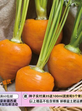 盆栽迷你15粒蔬菜种子