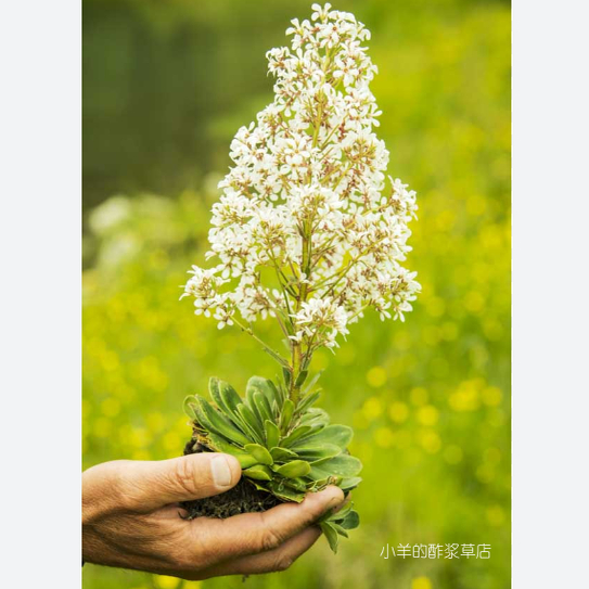 【种子】播种有难度 多年生 塔型虎耳草 金字塔虎耳草 10粒