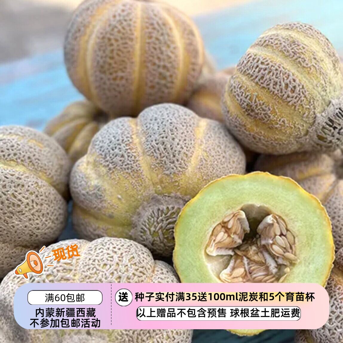 【种子】传家宝老品种 早熟 “肉豆蔻”绿肉甜瓜 珍妮·林德 5粒