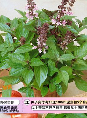 多年生唇形科肉桂罗勒20粒种子