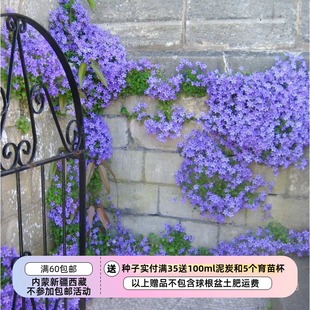 【种子】 桔梗科达尔马提亚风铃草壁风铃草 蓝色魔法 10粒