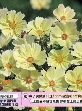 矮生波斯菊夏季耐热柠檬果汁