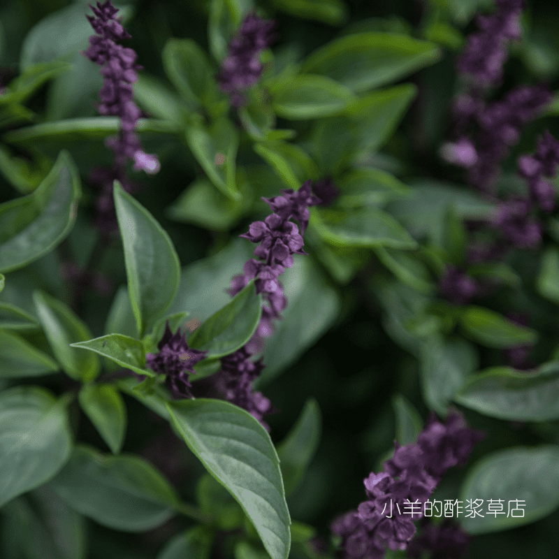 【种子】芳香浓郁的东方香草 东南亚风味 泰国甜罗勒 20粒
