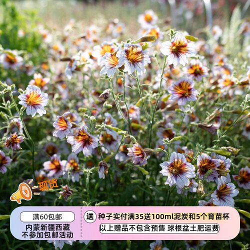 疯狂的小羊智利喇叭花薰衣草阴影