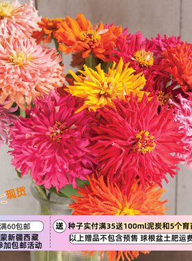 【种子】 夏季耐热 盆栽/切花 百日草 仙人掌花型混色 10粒