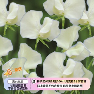 【种子】一年生 芳香植物 爬藤 香豌豆 奶油蛋 3粒