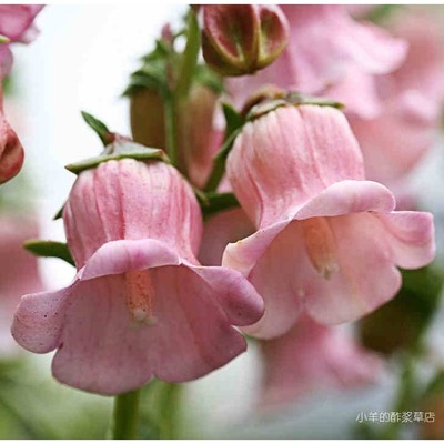 疯狂的小羊亞速爾群島风铃草