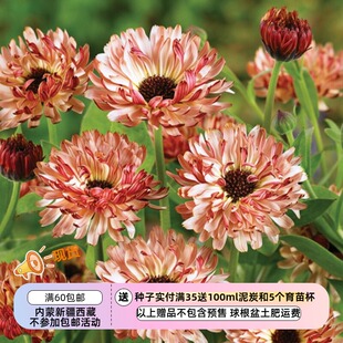 【种子】 菊科 半重瓣 金盏菊 金盏花 果冻泡沫 10粒