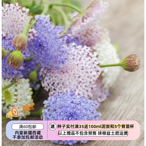 疯狂的小羊翠珠花蕾丝花