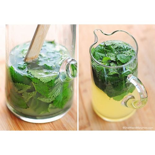 多年生薄荷20粒柠檬香蜂草