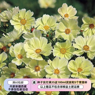 【种子】 适合盆栽 夏季耐热 波斯菊 柠檬果汁 10粒