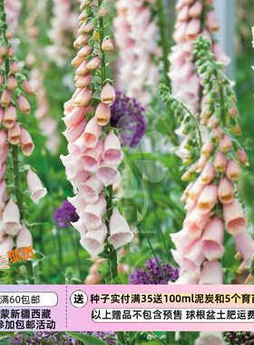 【种子】一年生毛地黄杏色10粒