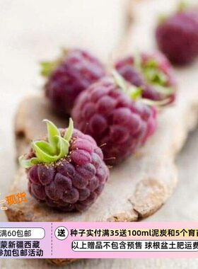 疯狂的小羊紫红树莓5粒
