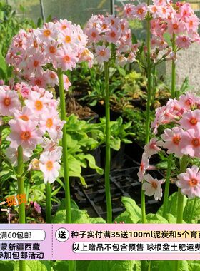 烛台报春苹果花色5粒