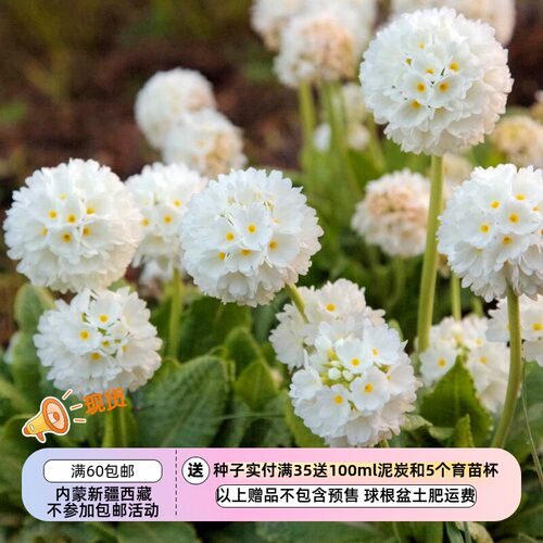 樱草球花报春雪球种子