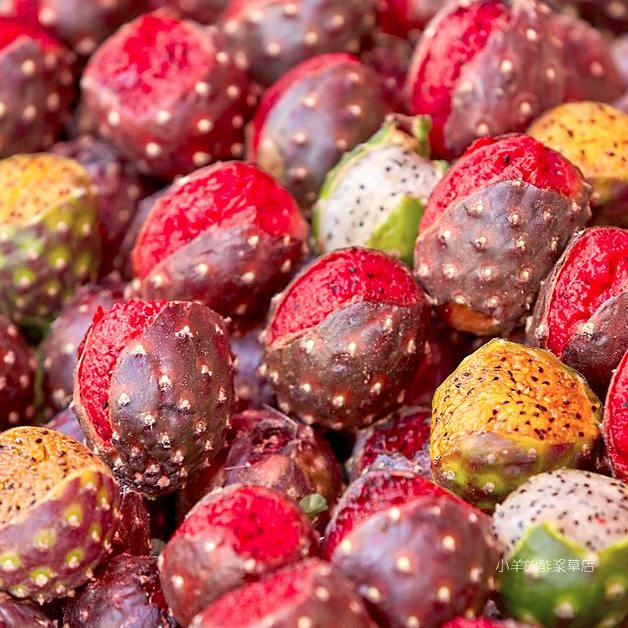 【种子】多种颜色果实 可食用 管风琴仙人掌  5粒