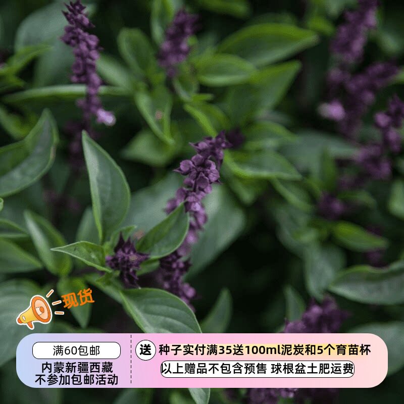 【种子】芳香浓郁的东方香草 东南亚风味 泰国甜罗勒 20粒