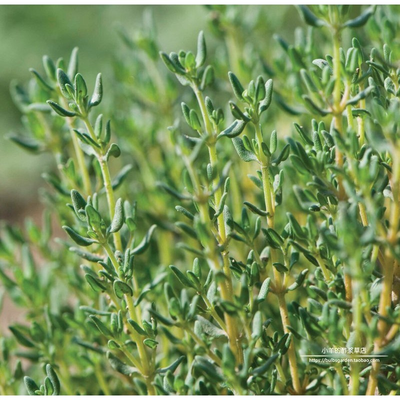 【种子】花种  香草 可食用 德国的冬天 百里香 10粒