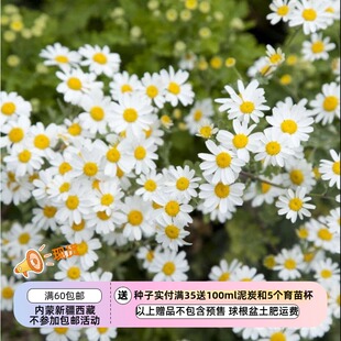 【种子】多年生 菊科 百万花朵 银艾菊 大奖 10粒