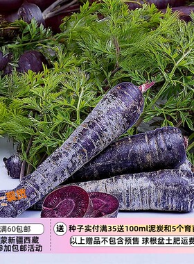 【种子】口感爽脆 抗性强 紫色紫芯胡萝卜 紫色太阳 F1     10粒