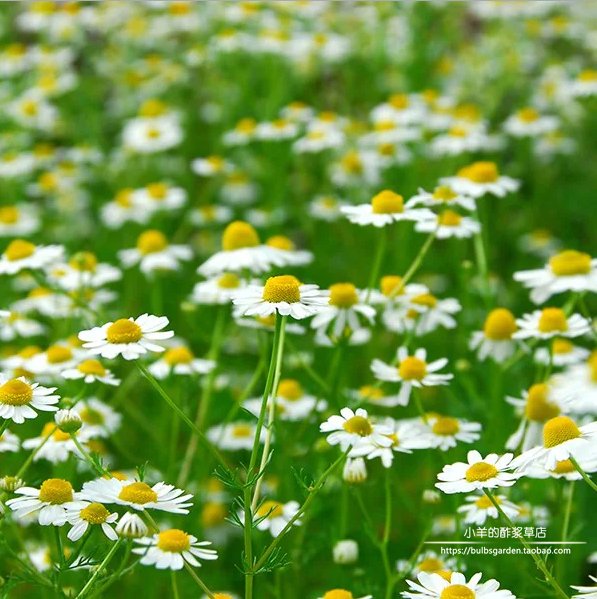 香草大地苹果罗马洋甘菊20粒种子