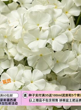 【种子】一年生 香花 切花型 大花福禄考   奶油白色  10粒