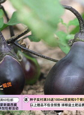 【种子】传家宝老品种 鸡蛋/泪滴型 早熟丰产茄子 黑蛋茄 3粒