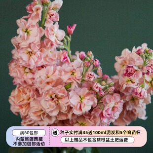 【种子】单瓣-重瓣 切花型 紫罗兰 卡姿杏色 10粒