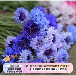 【种子】 切花型   重瓣矢车菊 经典幻想混色 10粒