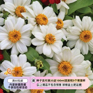 【种子】一年生  夏季耐热 丰盛系列  矮生百日草 单瓣白色  5粒