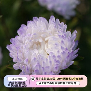 【种子】切花型 重瓣翠菊 多种系列多种花色可选
