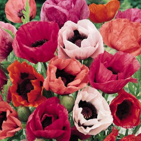 小羊的酢浆草店东方虞美人