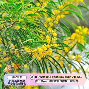 【种子】 多年生 覆盆子果酱金合欢树  5粒