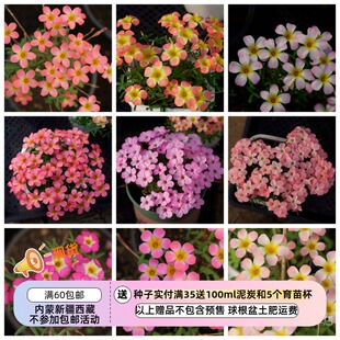 【现货球根】增加新品 链接5 秋植酢浆草球根 早花糖果盒系列等.