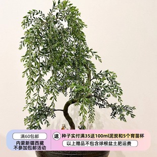 【种子】多年生 适合盆景爱好者的 垂枝金合欢 5粒