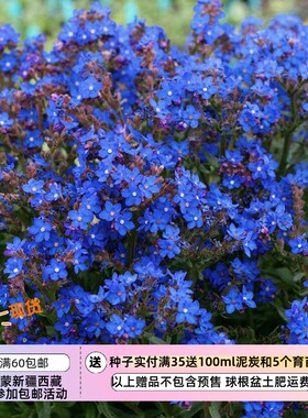 【种子】南非勿忘我 南非牛舌草 蓝色天使 10粒