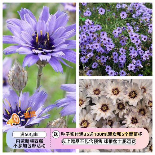 疯狂的小羊蓝箭菊丘比特之箭